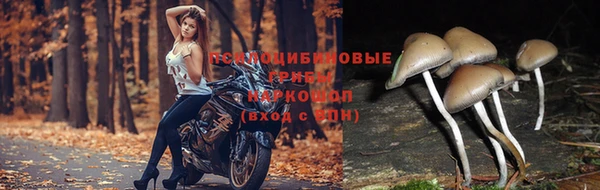стафф Беломорск